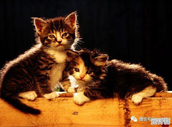 如何用《动物餐厅》的超级萌猫经营餐厅，实现小鱼干自由？