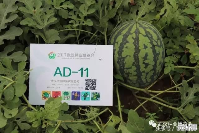 轻松为昂达平板刷入Win11：详细教程及常见问题解决技巧