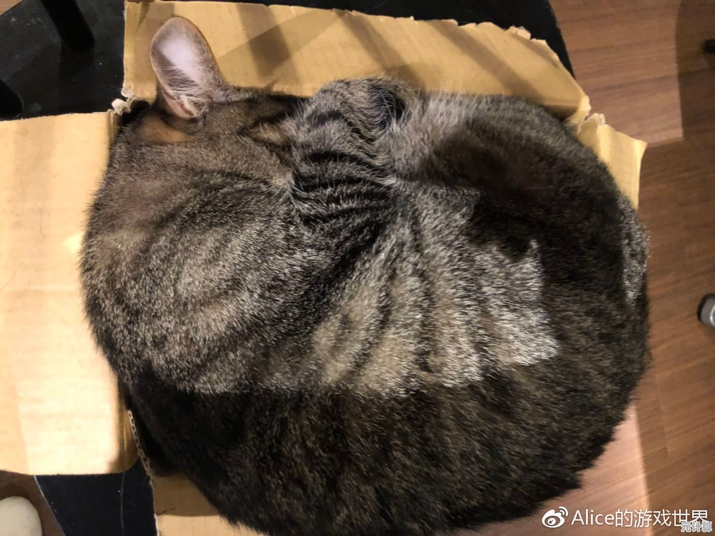 霓虹猫影疾驰未来 王牌闪灵痛车2025动态解析