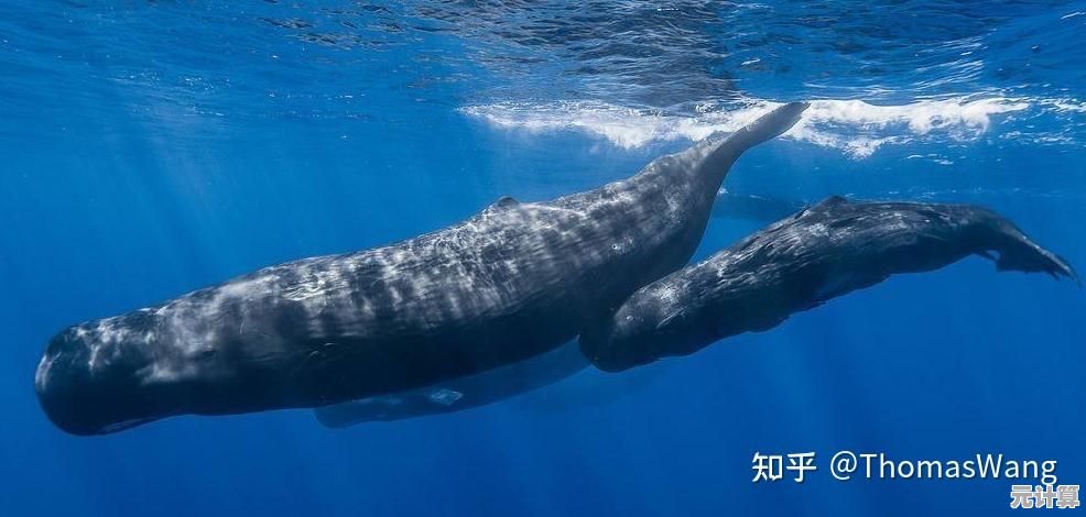 尖端探测技术解锁2025：现世最大齿鲸物种的深海栖息地揭秘