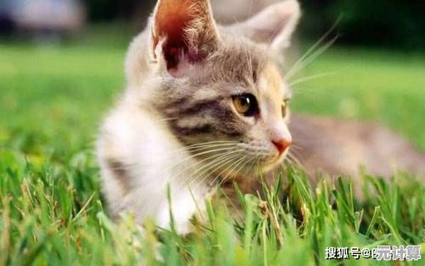 灰色猫咪胡安会陪你聊天？这款轻松养成的宠物手游你试过了吗？