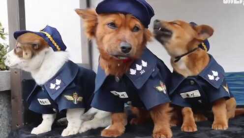 想体验Q萌治安官？柴犬部队》的模拟经营乐趣你试过了吗？