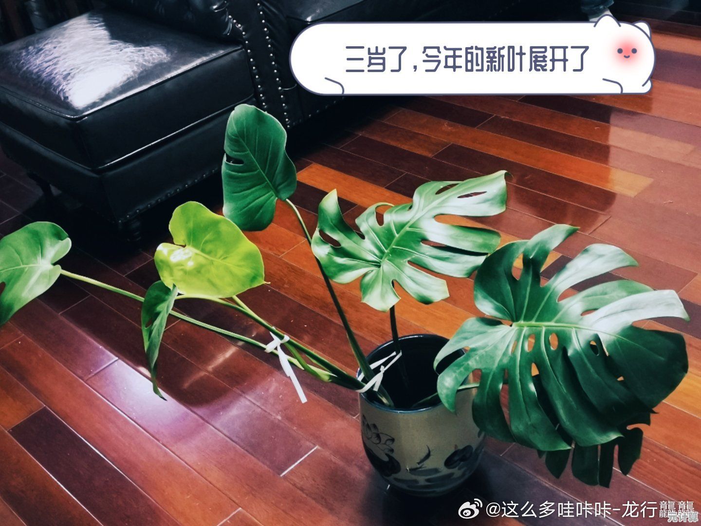 收集控的福音！嘴馋植物(Nom Plant)让你轻松解压，不试试吗？