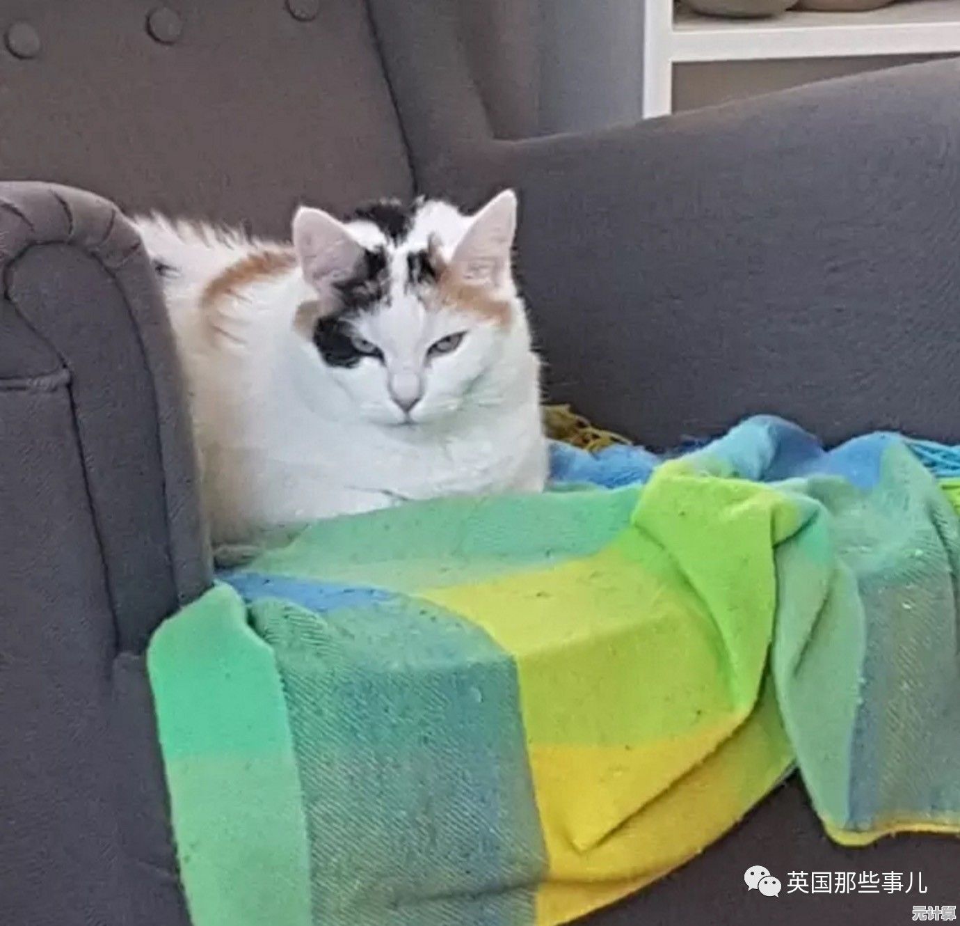 想体验治愈养猫日常？萌萌的爱物语》让你成为喵星人最贴心的铲屎官！