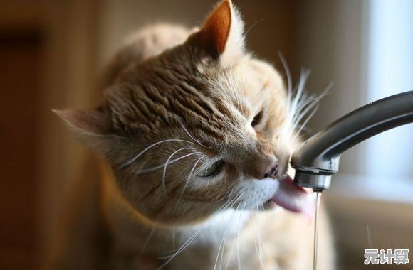 想体验治愈养猫日常？萌萌的爱物语》让你成为喵星人最贴心的铲屎官！