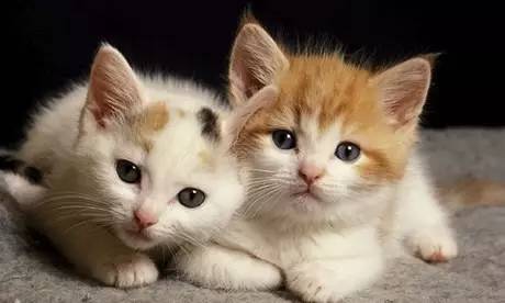 想体验治愈养猫日常？萌萌的爱物语》让你成为喵星人最贴心的铲屎官！