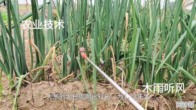 山海慈葱2025生态模拟制作教程：从种植到成品全解析