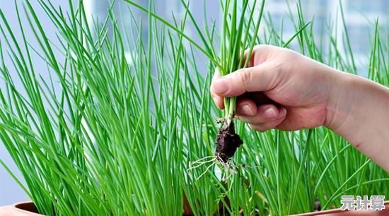 山海慈葱2025生态模拟制作教程：从种植到成品全解析