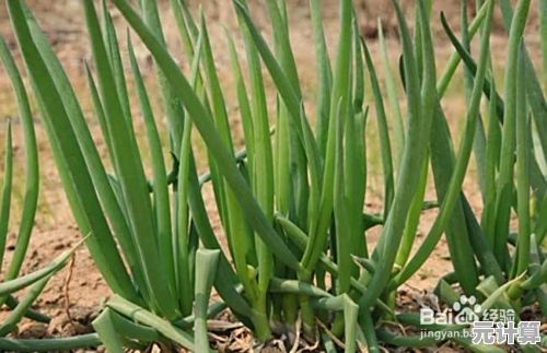 山海慈葱2025生态模拟制作教程：从种植到成品全解析