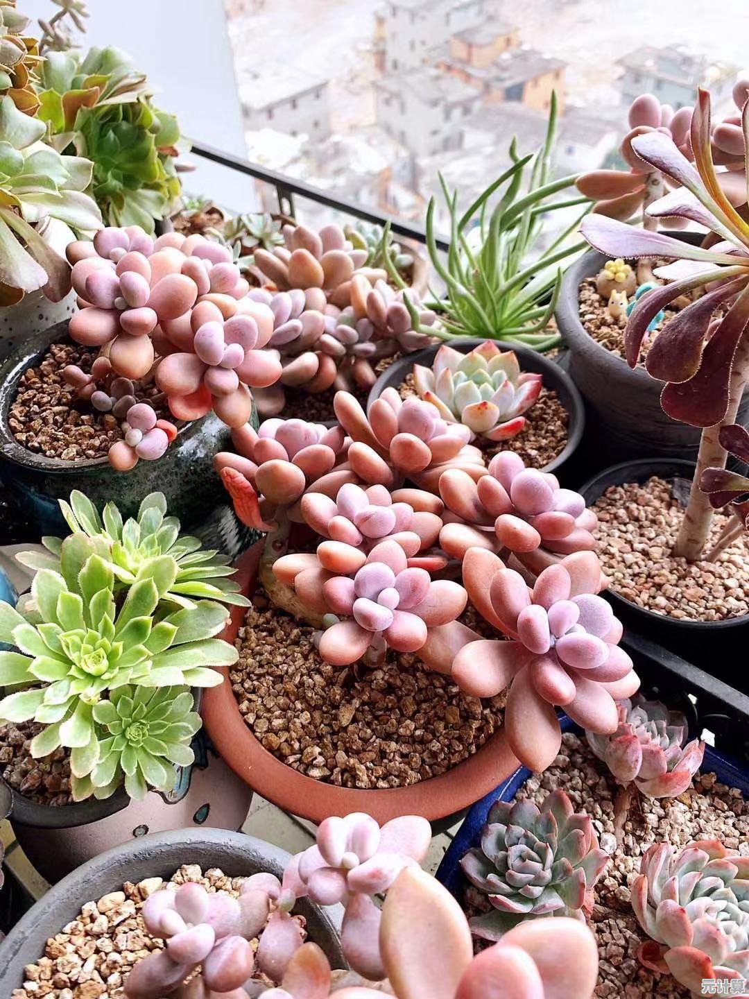 还在纠结策略搭配？植物大战僵尸抽卡版内置修改器让你一键解锁炼狱卡！