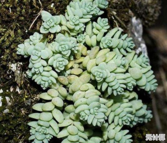 还在纠结策略搭配？植物大战僵尸抽卡版内置修改器让你一键解锁炼狱卡！