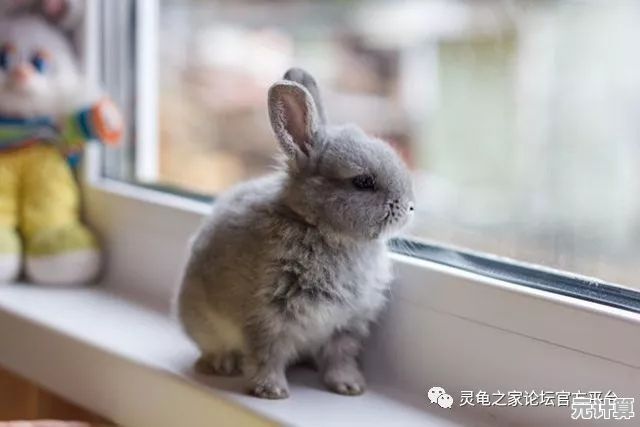 厌倦了普通宠物游戏？兔子真是太可爱了》带你装扮、聊天、养兔三不误，你确定不玩？
