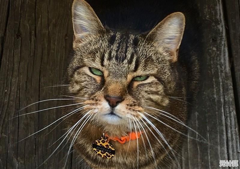 谁说小游戏不能内容丰富？cats喵星大作战》让你颠覆认知！