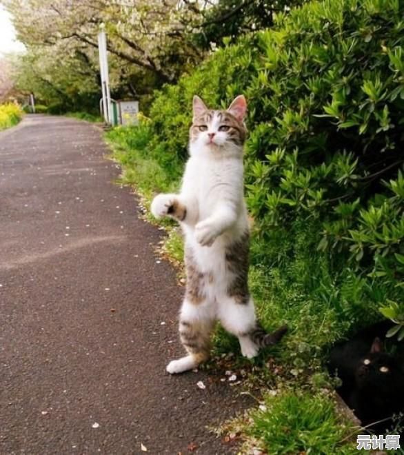 全新解谜玩法《猫围绕我们：黑猫》2025年挑战找出隐藏猫咪的乐趣！
