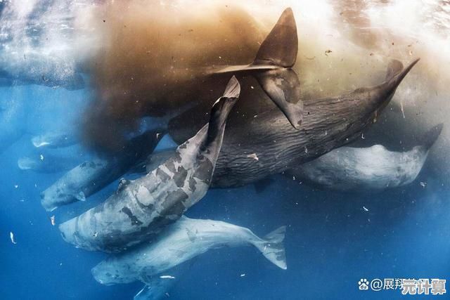 未来海洋探索：2025年现世最大齿鲸物种行为研究全纪录