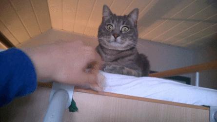 狸花猫工作室新作来袭，尘白禁区》年内上线，还不快来预约？