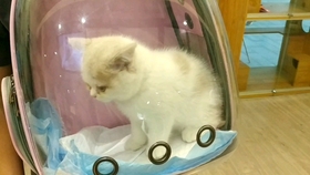 狸花猫工作室新作来袭，尘白禁区》年内上线，还不快来预约？