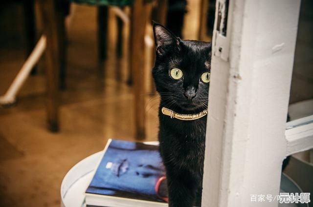 2025年新作《猫围绕我们：黑猫》开启，巧妙隐藏的猫咪等你来发现！
