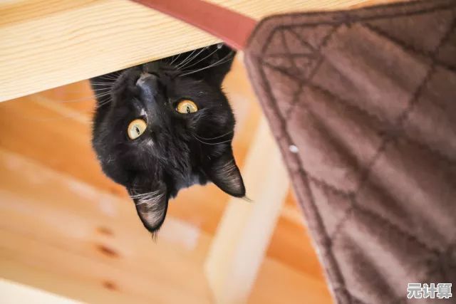 2025年新作《猫围绕我们：黑猫》开启，巧妙隐藏的猫咪等你来发现！