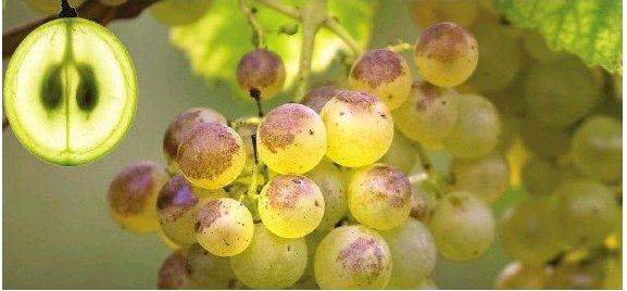 你准备好成为知名酿酒师了吗?酿造物语手机版》带你深入葡萄酒文化! 你准备好成为知名酿酒师了吗?酿造物语手机版》带你深入葡萄酒文化!