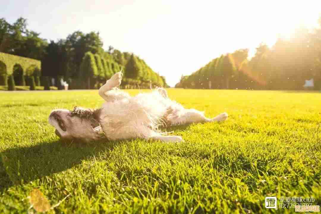 厌倦了人类生活?试试《狗的生存(DogSurvivalSimulator)和狗狗朋友们晒太阳不香吗? 厌倦了人类生活?试试《狗的生存(DogSurvivalSimulator)和狗狗朋友们晒太阳不香吗?