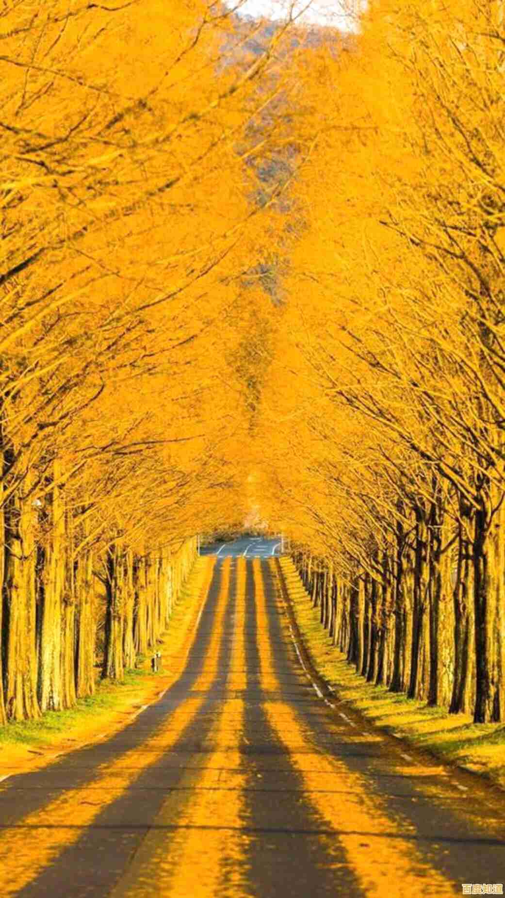 让手机锁屏焕然一新:自动更换壁纸的实用操作教程 让手机锁屏焕然一新:自动更换壁纸的实用操作教程