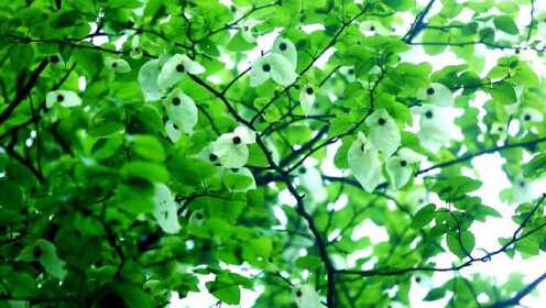 雨林木风:拥抱自然之美,享受宁静而惬意的绿色时光 雨林木风:拥抱自然之美,享受宁静而惬意的绿色时光