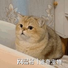 谁说养成游戏只能单调？我的萌宠进化日记》带你的猫咖萌宠去海边度假，不来试试吗？