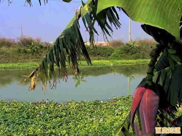 实用指南：小鱼带您快速查询苹果产品信息