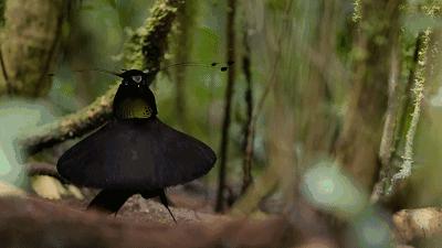 掌握Win11自带截图工具的高效保存技巧